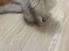 -伟伟宠物医院·瑞派猫友好医院·猫科(光谷店)