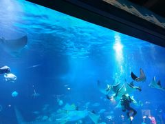 -烟台海昌鲸鲨海洋公园