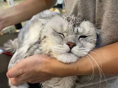 -momokira米努特·德文卷毛猫·棉花面纱犬