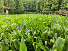 -深圳仙湖植物园