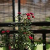 4块钱一块，用料很足，大家排队购买