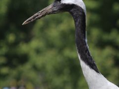 -沈阳森林动物园