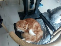 -平行世界·猫咖(首经贸店)