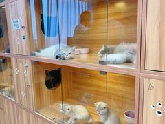 -猫十亿·布偶金渐层·曼基康矮脚猫舍(青年路店)