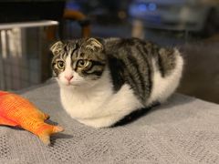 -平行世界·猫咖(首经贸店)