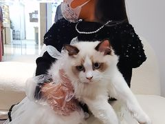 -babydoll猫舍·米努特·德文·缅因(久光中心店)