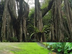 -独树成林