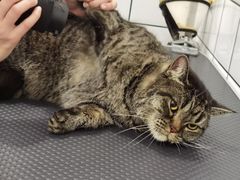 -BABIT巴比特宠物(MOMOPARK店)