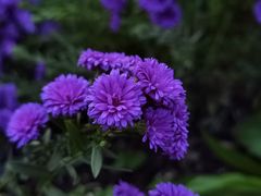 -国家植物园