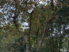 -金陵中学(河西分校)