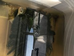 -灵龟之家百象馆(百象馆联合旗舰店)
