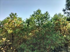 -铁山坪森林公园