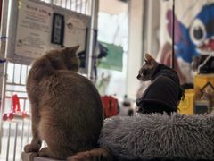 -平行世界·猫咖(首经贸店)
