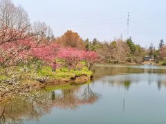 -上海海湾国家森林公园