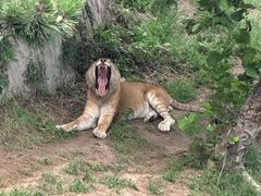 -西霞口神雕山野生动物世界