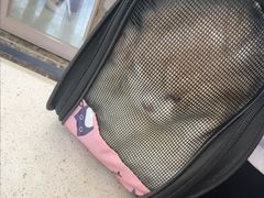 -瑞鹏宠物医院(大运分院)