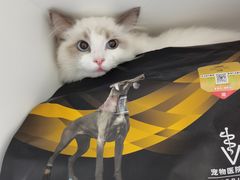 -爱侣宠医·鹦鹉专科·小型哺乳类·异宠专科(灵石路店)