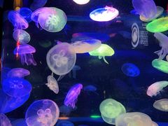 -太平洋海底世界