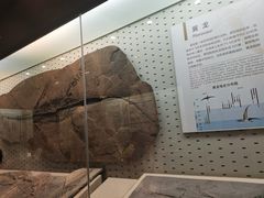 -浙江自然博物院(杭州馆)