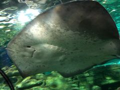 -悉尼海洋生物水族馆