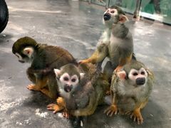 -西安秦岭野生动物园