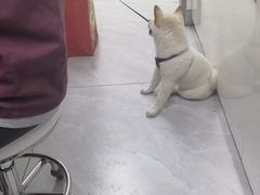 -达爱动物医院·犬猫分区·CT·复杂眼科(远洋山水分院)