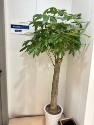 -郑荃丽格医疗美容