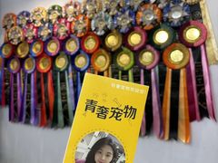 -青奢宠物·青奢猫舍