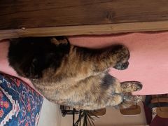 -Sirena海妖日咖夜酒