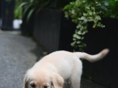 -佳雯宠物医院·皮肤科·内外科(春晓路分院)