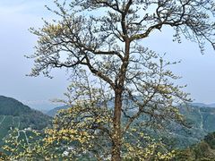 -十里琅珰
