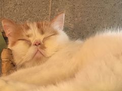 -共舞时光猫咖·狗咖(新街口店)