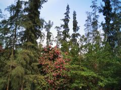 -南宁良凤江国家森林公园