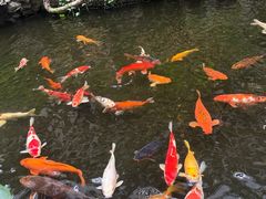 -广州白天鹅宾馆