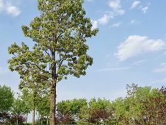 -永定河休闲森林公园