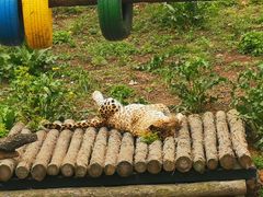 -大连森林动物园