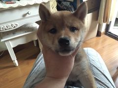 -1013 PET SHOP 宠物商店(近铁城市广场店)