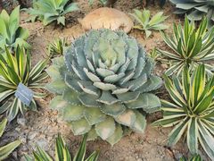 -深圳仙湖植物园