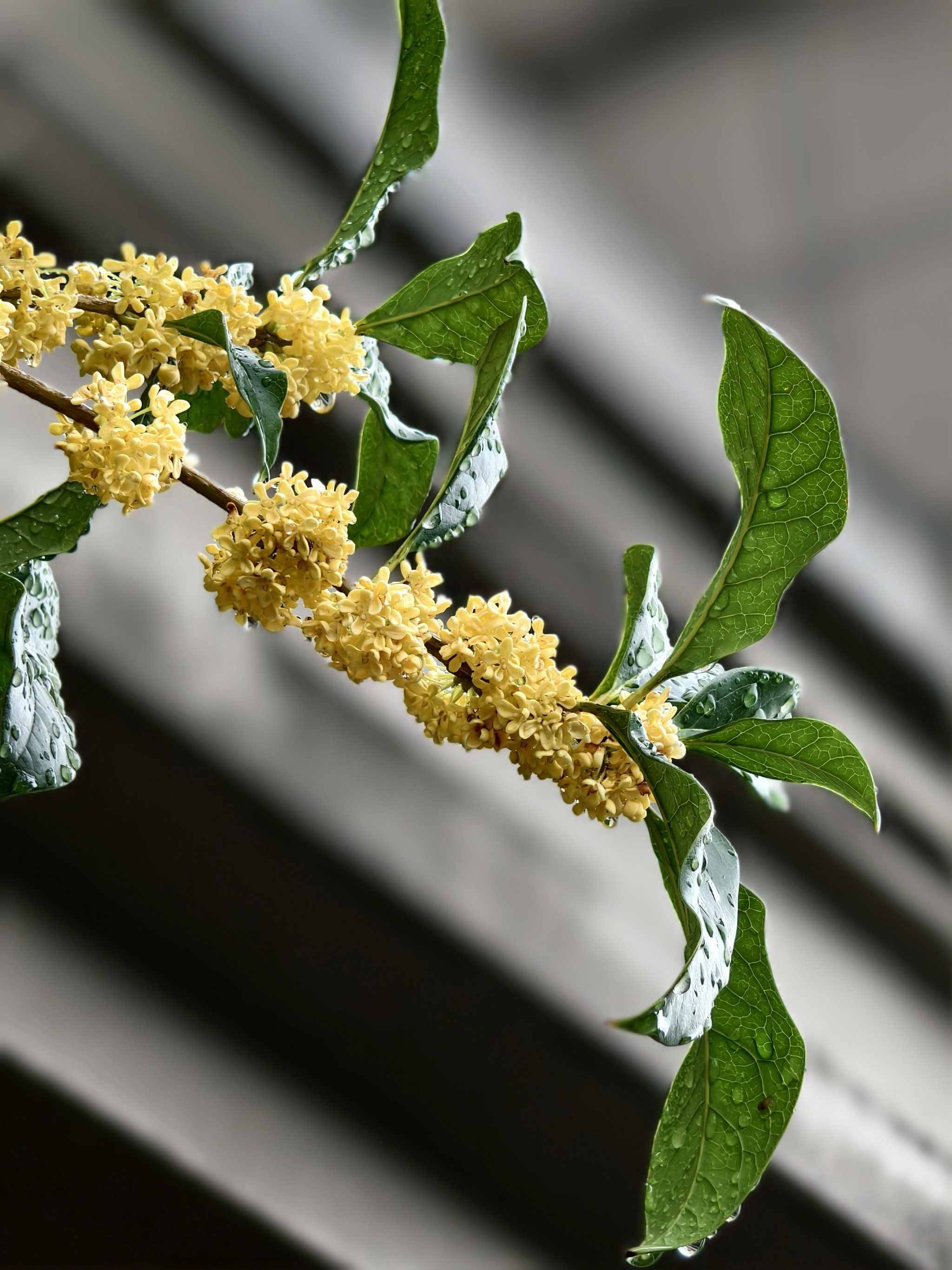 秋天满城桂花香,一场秋雨桂花落