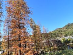 -广州市石门国家森林公园