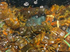 -龙宴海鲜城(经中路店)