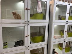 -青奢宠物·青奢猫舍