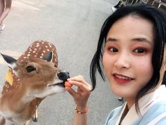 -清迈夜间动物园