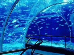 -上海海洋水族馆
