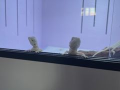 -中环花鸟鱼虫市场