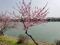 -羊山湖公园