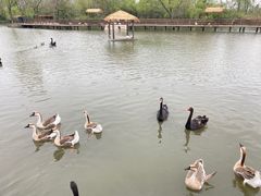 -溱湖国家湿地公园