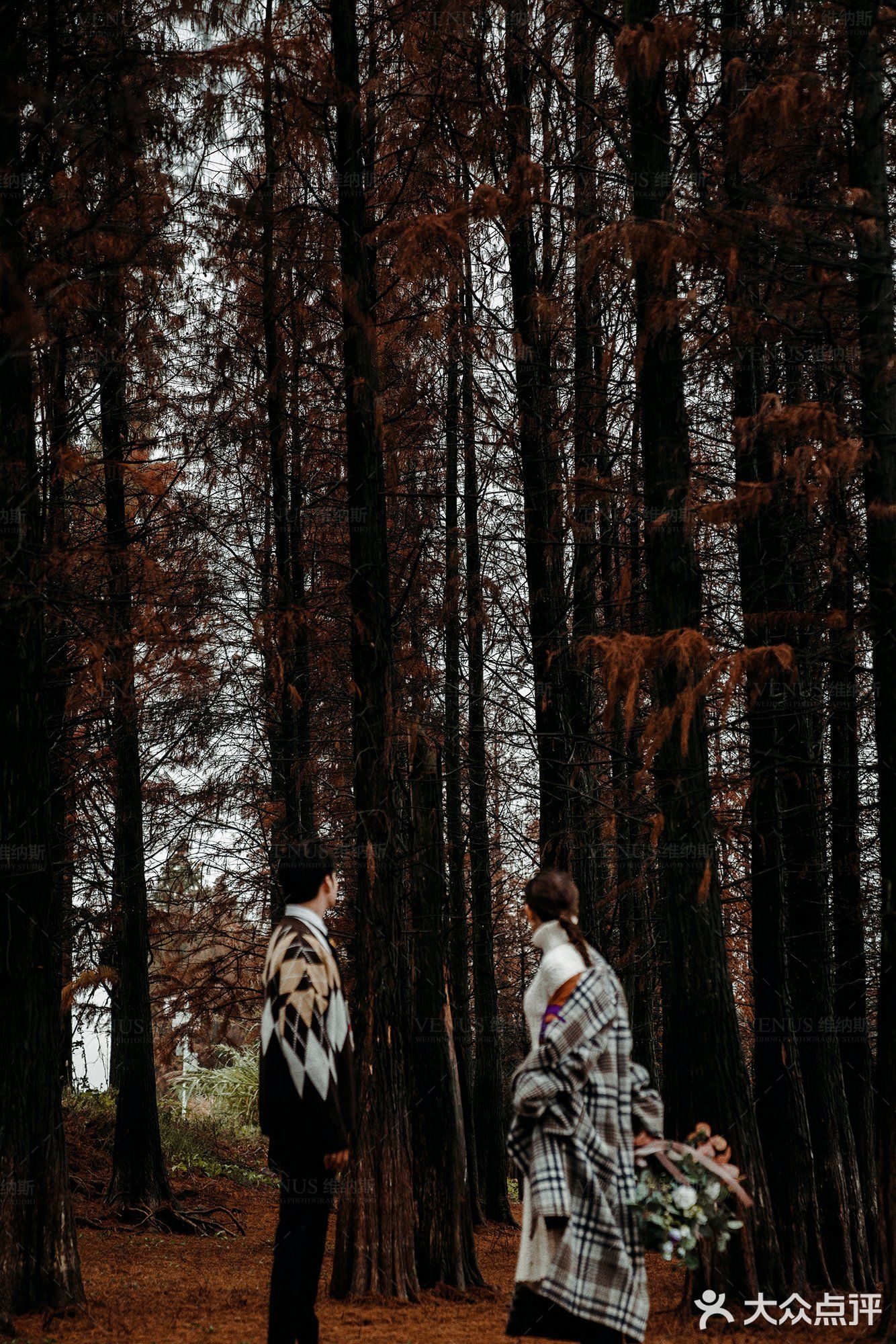 秋意红杉林婚纱照🍂如痴如画，美得动魄惊心！