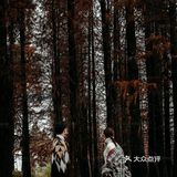 秋意红杉林婚纱照🍂如痴如画，美得动魄惊心！