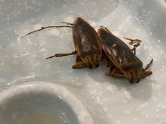 -了能菜·传统特色粤菜·虫宴